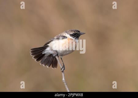 Siberian stonechat or Asian stonechat (Saxicola maurus) observed in Greater Rann of Kutch in Gujarat, India Stock Photo