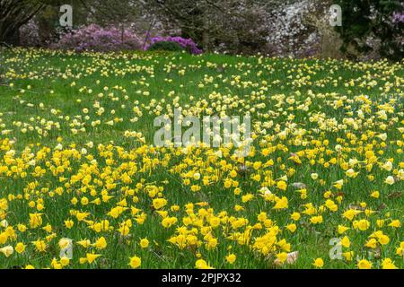 Carpet of yellow hoop petticoat daffodils, Narcissus bulbocodium flowers, in Valley Gardens, part of Windsor Great Park, England, UK,, in April Stock Photo