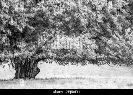 A black and white, monochrome cropped picture of a big tree , soft and dreamy foliage Stock Photo