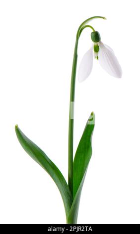 Snowdrop flowers isolated on white background. Beautiful spring flowers Stock Photo