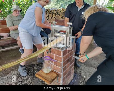 La Fortuna, Costa Rica - A guide at Finca Educativa Don Juan (Don Juan Educational Farm) helps visitors learn how to extract juice from sugar cane. Cr Stock Photo