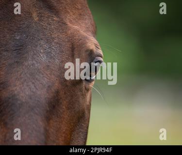 Close up of a bay horse eye Stock Photo