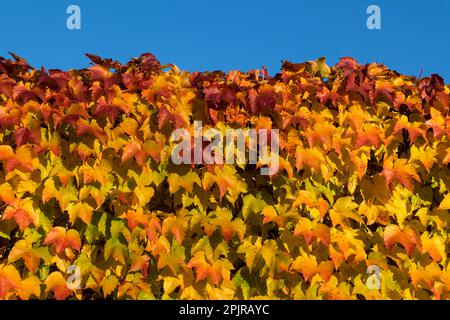 Wild wine in autumn Stock Photo