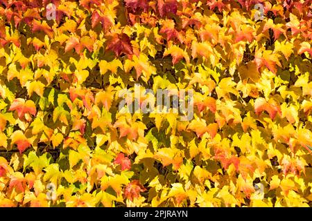 Discolouring leaves of wild vine Stock Photo