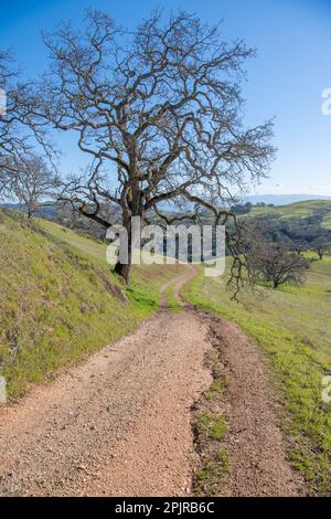 A dirt road leading away into the distant hills and a large oak tree growing over it in California, USA. Stock Photo