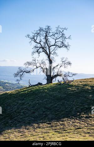 A lone oak tree on a hillside in Santa Clara county, California. The tree is large and leafless with winding gnarled branches. Stock Photo