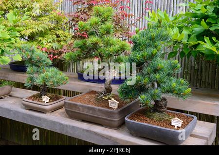 Scots pine (Pinus pentaphylla), bonsai Stock Photo