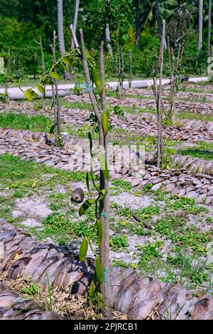 Vanilla plants, flat leaved vanilla (Vanilla planifolia), Platange, La Digue Island, Seychelles Stock Photo