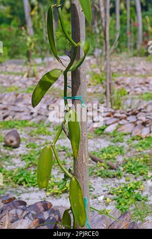 Vanilla plants, flat leaved vanilla (Vanilla planifolia), Platange, La Digue Island, Seychelles Stock Photo