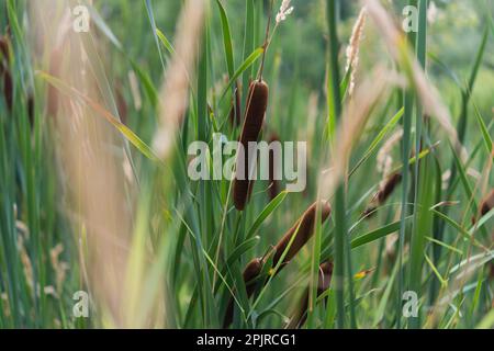 bulrush in a swampy area of a conservation park Stock Photo