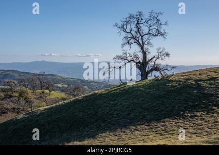 A lone oak tree on a hillside in Santa Clara county, California. The tree is large and leafless with winding gnarled branches. Stock Photo