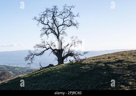 A lone oak tree on a hillside in Santa Clara county, California. The tree is large and leafless with winding gnarled branches. Stock Photo