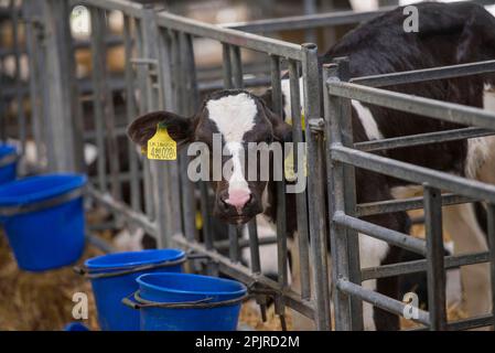 Domestic cattle, Holstein calf, standing in calf pen on dairy farm, Cheshire, England, United Kingdom Stock Photo