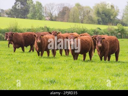 Domestic cattle, Red Ruby Devon herd, standing on pasture, Exeter, Devon, England, United Kingdom Stock Photo