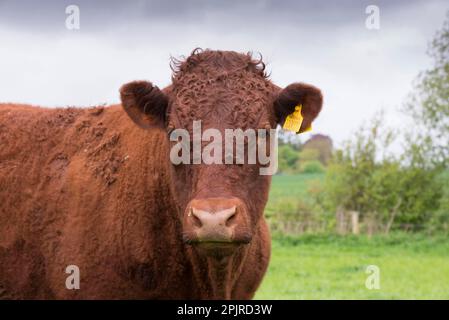 Domestic cattle, Red Ruby Devon heifer, close-up of head, at pasture, Exeter, Devon, England, United Kingdom Stock Photo