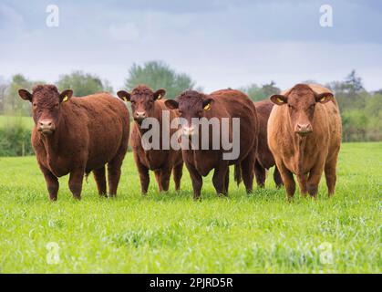 Domestic cattle, Red Ruby Devon herd, standing on pasture, Exeter, Devon, England, United Kingdom Stock Photo