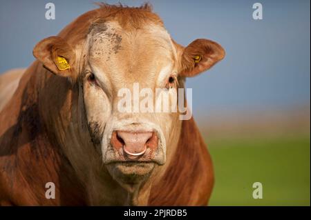 Domestic cattle, Blonde d'Aquitaine bull, close-up of head, with ring through nose, standing on pasture, England, United Kingdom Stock Photo