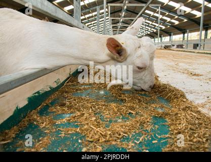 Domestic Goat, Saanen nanny, close-up of head, feeding at feed barrier in yard, Yorkshire, England, United Kingdom Stock Photo