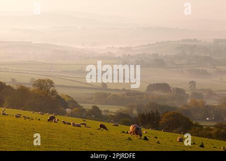 Domestic sheep, flock grazing on hillside pasture, and mist rising from fields at dawn revealing trees and rolling hills, Raddon Hills, near Stock Photo