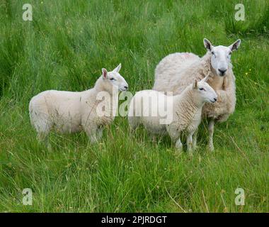 Domestic Sheep, Cheviot mule, ewe with twin lambs, standing in pasture, Windermere, Lake District N. P. Cumbria, England, United Kingdom Stock Photo