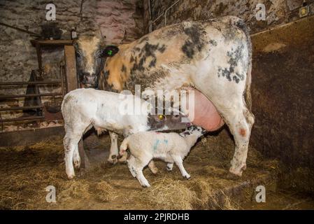 Domestic Sheep, orphan lamb, suckling from Domestic Cattle, British Blue, suckler beef cow, beside calf, Chipping, Preston, Lancashire, England Stock Photo