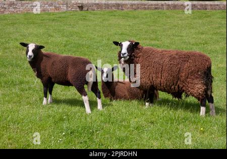 Domestic Sheep, Zwartbles Sheep, ewe and lambs, in pasture, Halton Castle, Corbridge, Northumberland, England, United Kingdom Stock Photo