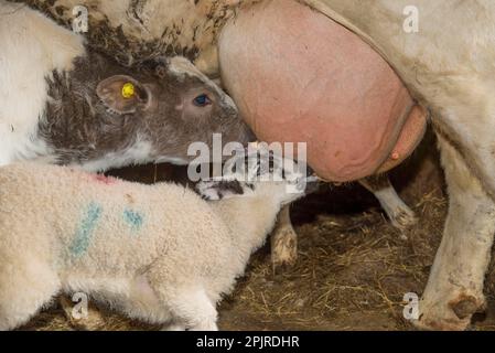 Domestic Sheep, orphan lamb, suckling from Domestic Cattle, British Blue, suckler beef cow, beside calf, Chipping, Preston, Lancashire, England Stock Photo