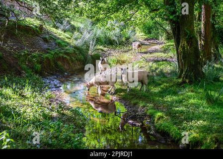 Domestic Sheep, mule ewes, drinking from stream, Greystoneley Brook, Wardsley Farm, Bowland-with-Leagram, Forest of Bowland, Lancashire, England Stock Photo