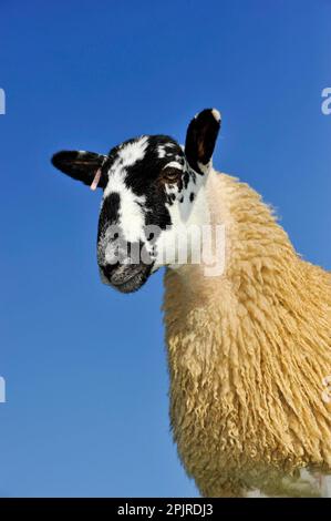 Domestic Sheep, mule gimmer lamb, close-up of head and chest, ready for sale, North Yorkshire, England, United Kingdom Stock Photo