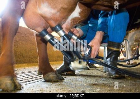 Dairy farmer attaching cluster unit to udder of dairy cow in milking parlour, Sweden Stock Photo