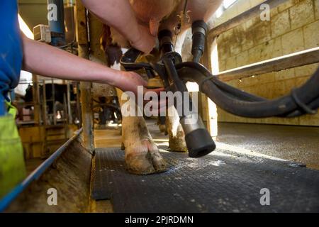 Dairy farmer in the milking parlour, attaching the cluster unit to the udder of a dairy cow, Sweden Stock Photo