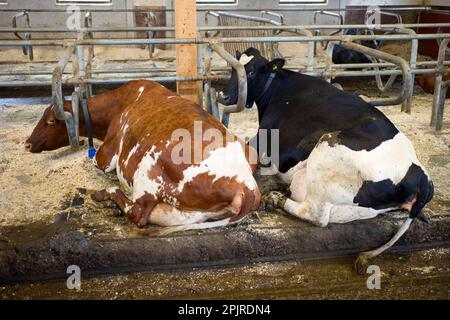 Dairy farming, dairy cows, resting in cubicle barn on organic farm, Sweden Stock Photo
