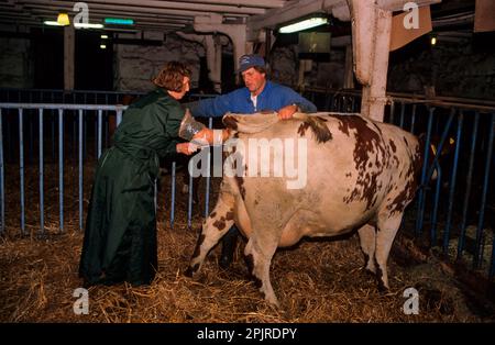 Cattle breeding, skilled worker performing artificial insemination of cows, Sweden Stock Photo