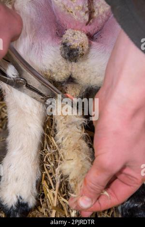 Silver Sheep Ring Suffolk Sheep Animal Ring Sheep Lover Tiny Animal Animal  Jewellery Farm Gift Present for Vet Silver Lamb - Etsy