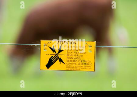 'Caution, electric fence' sign on electric fence wire, cattle grazing on pasture in background, Norfolk, England, United Kingdom Stock Photo