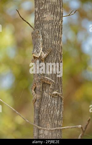 Frilled frill-necked lizard (Chlamydosaurus kingii) adult, camouflaged, resting on tree trunk, Queensland, Australia Stock Photo