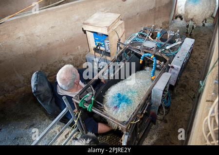 Sheep farming, scanning ewes during early stage pregnancy to see how many lambs they are carrying, England, United Kingdom Stock Photo