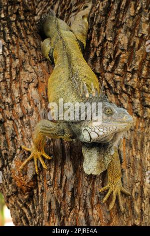 Green iguana, Green Iguana, Green Iguanas (Iguana iguana), Other Animals, Iguanas, Reptiles, Animals, Green Iguana adult, climbing down tree, Parque Stock Photo