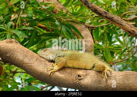 Green iguana, Green Iguana, Green Iguanas (Iguana iguana), Other animals, Iguanas, Reptiles, Animals, Green Iguana adult, resting on tree Parque Stock Photo