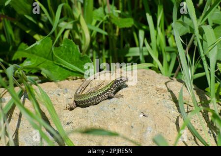 Italian wall lizard (Podarcis sicula) introduced species, adult, sitting on rocks, Folkestone, Kent, England, United Kingdom Stock Photo