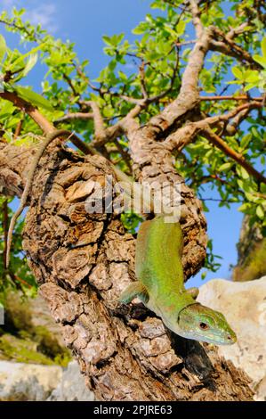 Italian wall lizard (Podarcis sicula) adult, sitting on branch, Sicily, Italy Stock Photo