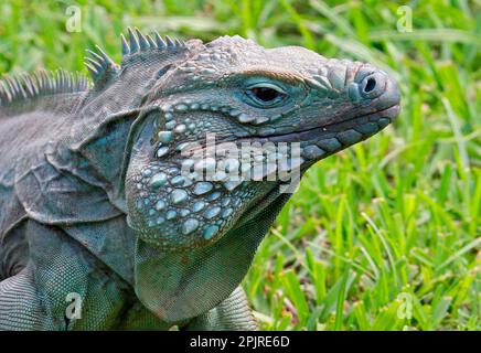 Blue iguana (Cyclura lewisi), Blue Iguanas, Grand Cayman Iguanas, Endangered Species, Other Animals, Iguanas, Reptiles, Animals, Grand Cayman Rock Stock Photo