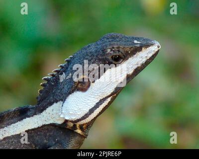 Northern water dragon (Lophognathus temporalis), adult male, close-up of the head, Kakadu N. P. Northern Territory, Australia Stock Photo
