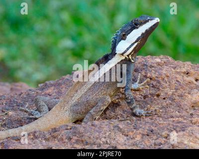 Northern water dragon (Lophognathus temporalis), adult male, standing on rock, Kakadu N. P. Northern Territory, Australia Stock Photo