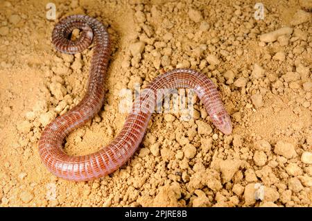Iberian Worm Lizard (Blanus cinereus) adult, on soil, Spain Stock Photo