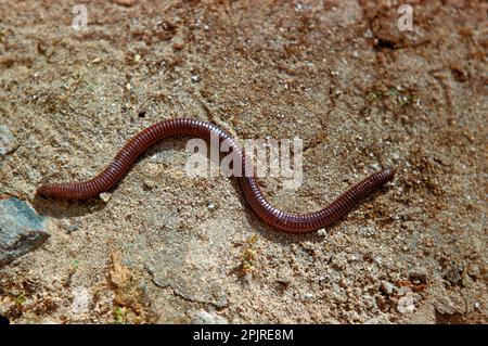 Iberian worm lizard (Blanus cinereus), Ringworm, Moorish networm, Ringworm, Double-worm, Double-worm, Other animals, Reptiles, Animals, Worm Lizard Stock Photo