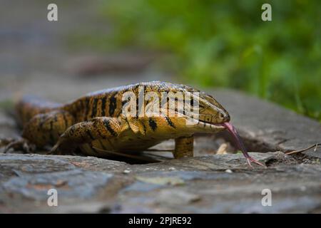 Common Tegu (Tupinambis teguixin) adult, flicking forked tongue, Trinidad, Trinidad and Tobago, april, Goldteju, gold tegu, Other animals, Reptiles Stock Photo