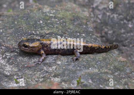 Fire salamander (Salamandra salamandra) immature, on rock, Zemplen Hills, Carpathians, Hungary Stock Photo