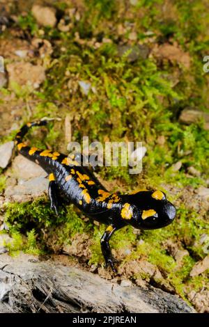 Fire salamander (Salamandra salamandra) young, standing on moss, Italy Stock Photo