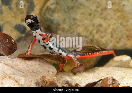 Spectacled salamander (Salamandrina perspicillata), Northern Spectacled Salamander, Amphibians, Other animals, Salamanders, Animals, Northern Stock Photo